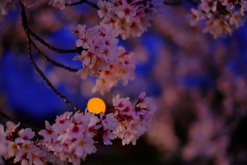 千本桜