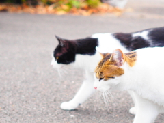 野良の風格、、、