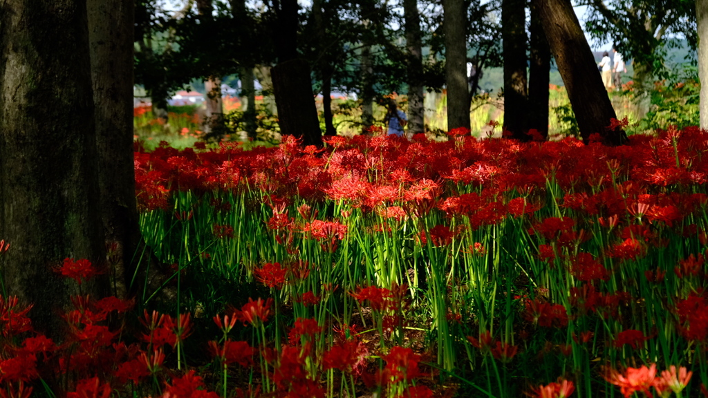 巾着田曼珠沙華祭り