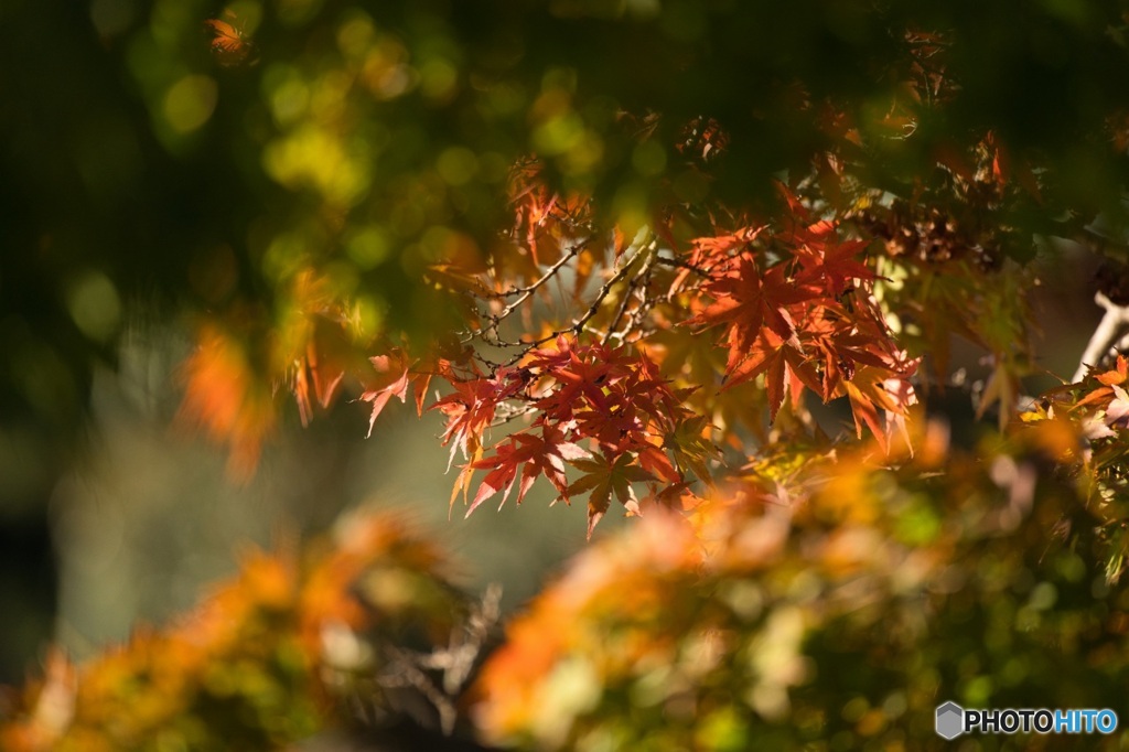 朝日に照らされる紅葉