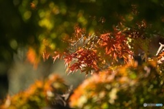 朝日に照らされる紅葉