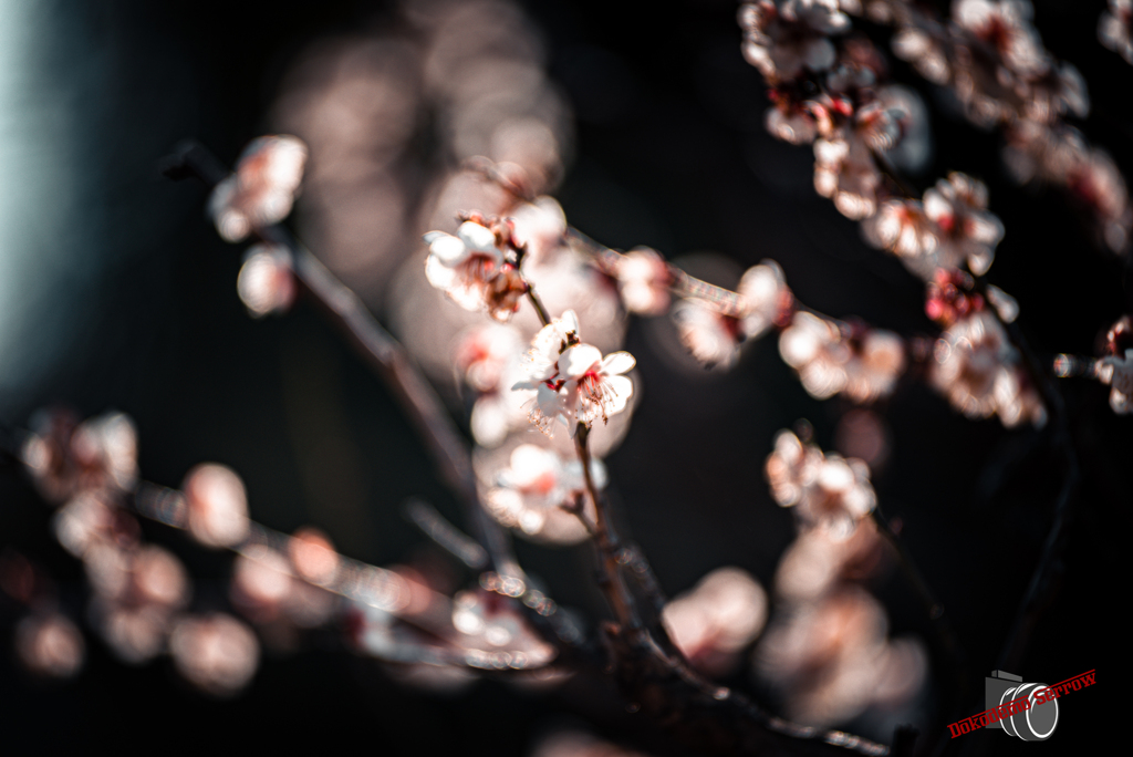 梅の花々