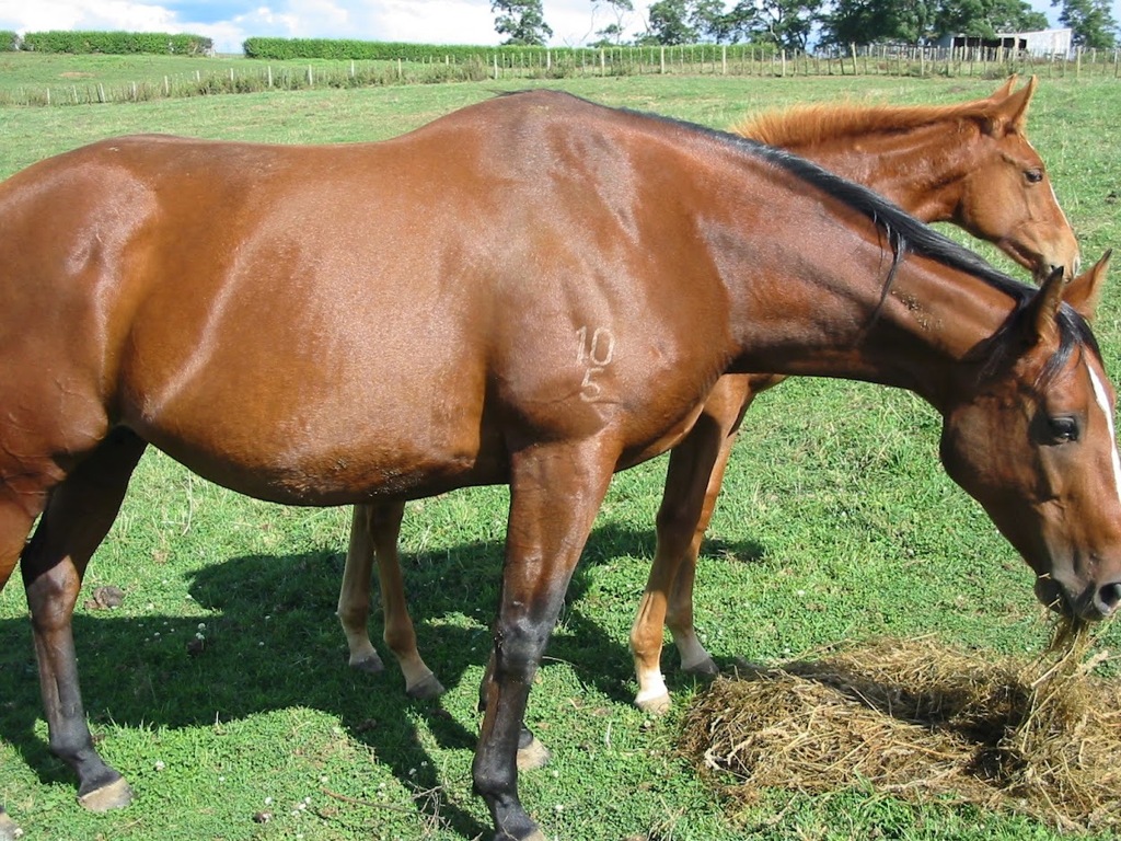 中川将志のニュージーランドの馬