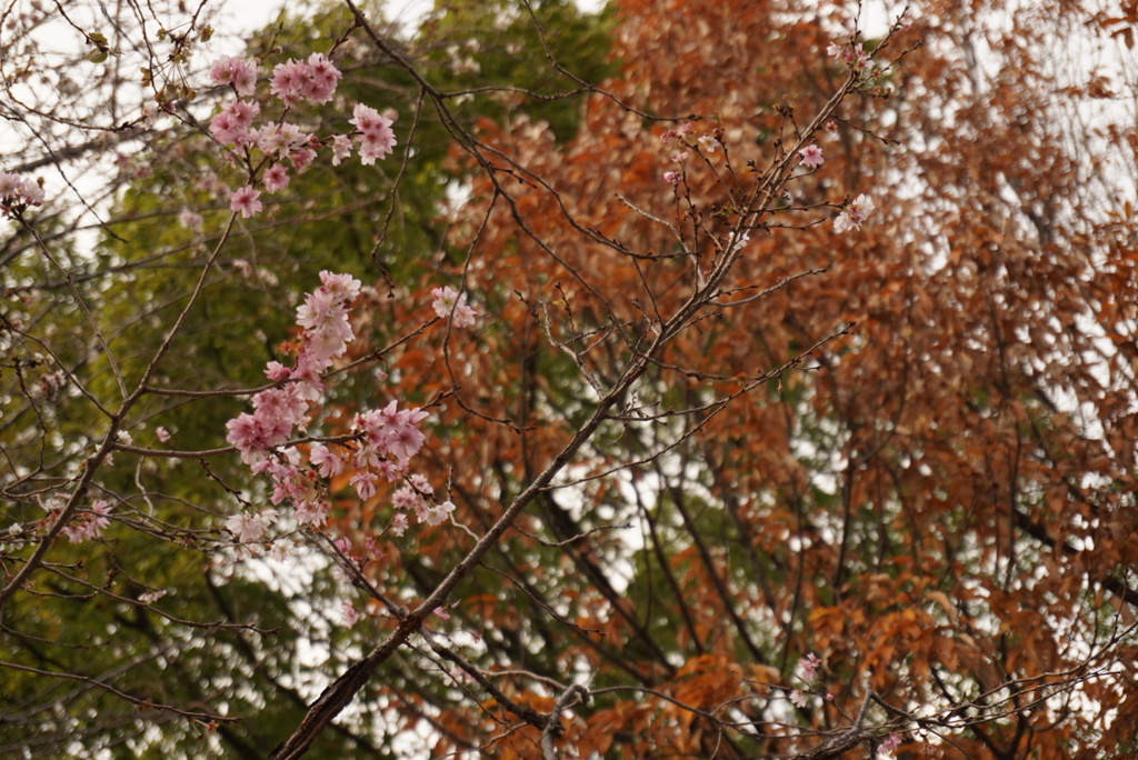 冬の桜