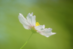 秋桜5