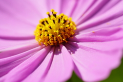秋桜9