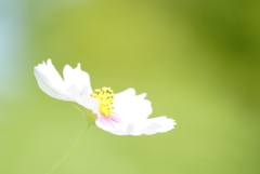 秋桜6