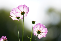 秋桜2