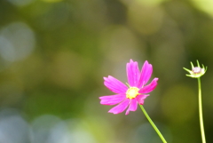 秋桜7