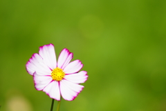 秋桜1