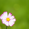 秋桜1