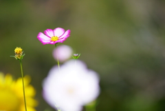 秋桜3