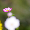 秋桜3