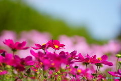 秋桜8
