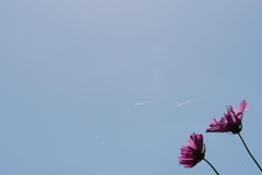 秋桜4