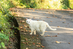 山の白猫さま