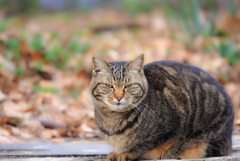 トラねこ