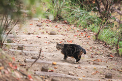 紅葉と猫