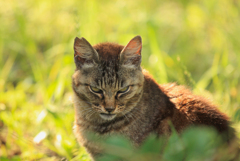 山の猫さまの目力