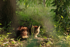 山の猫さま