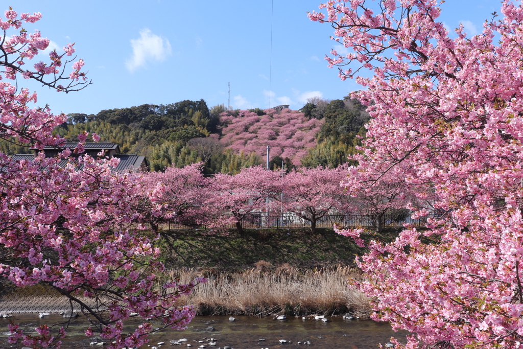 対岸の桜並木