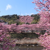 対岸の桜並木