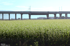 待ち遠しき新蕎麦