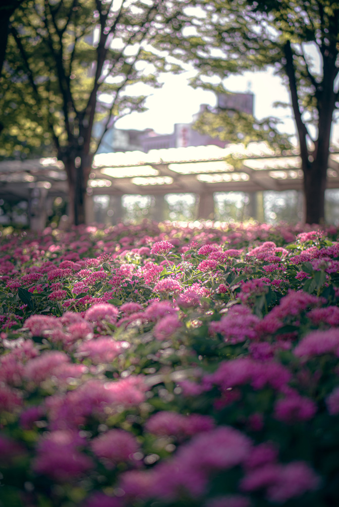 咲き乱れる花