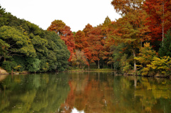 公園の池