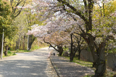 桜並木の坂