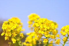菜の花