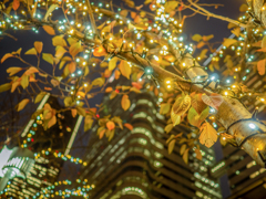 秋のイルミネーション