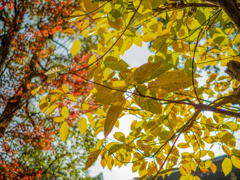 紅葉と太陽