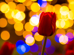 イルミンーションとチューリップ