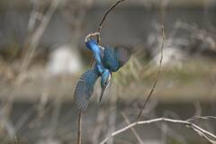 カワセミの飛び出し