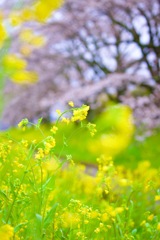 菜の花と桜