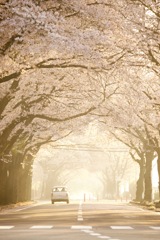 桜並木と車