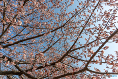 春爛漫