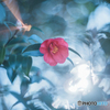 山茶花の肖像
