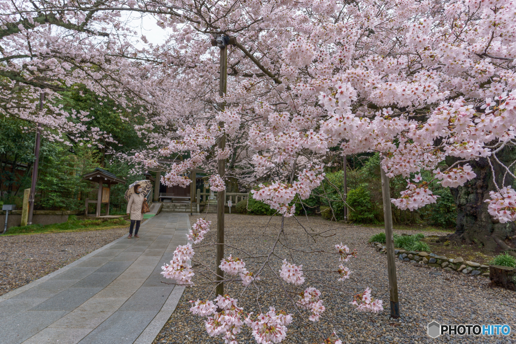 桜散歩