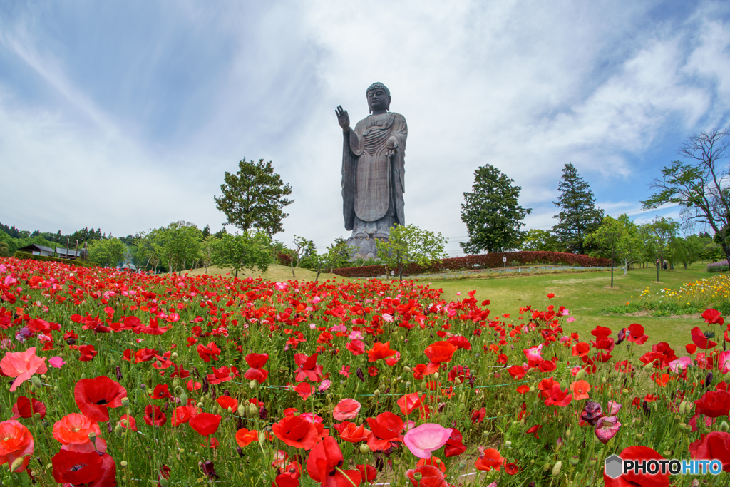 けしの花咲く極楽浄土