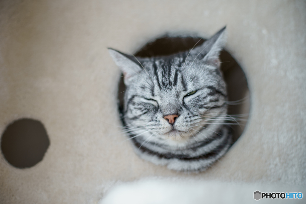 Sleepy Leon