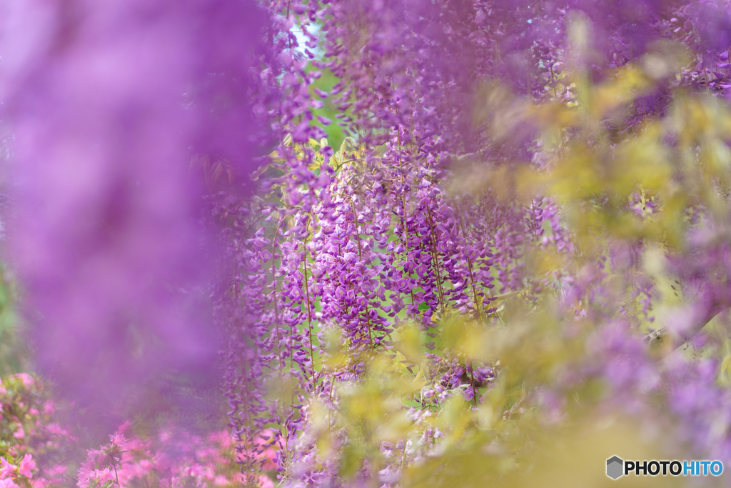 Artistic wisteria