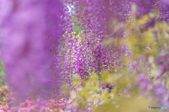 Artistic wisteria