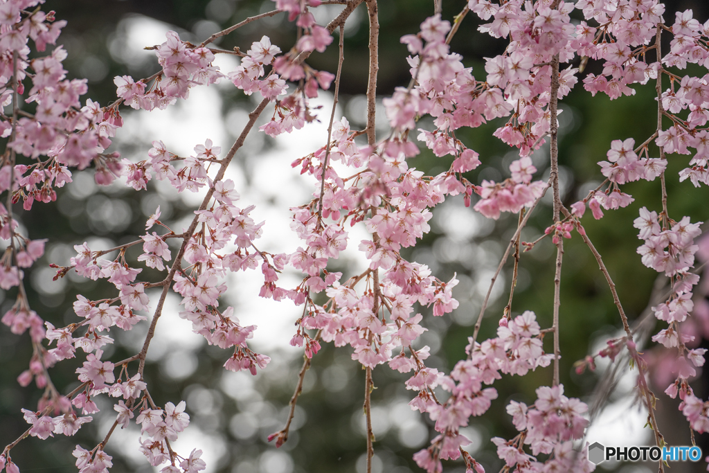 桜花爛漫④