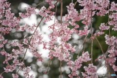 桜花爛漫④