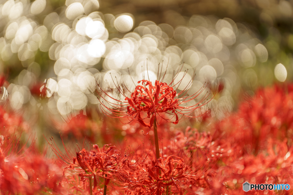 Bokeh's Flower