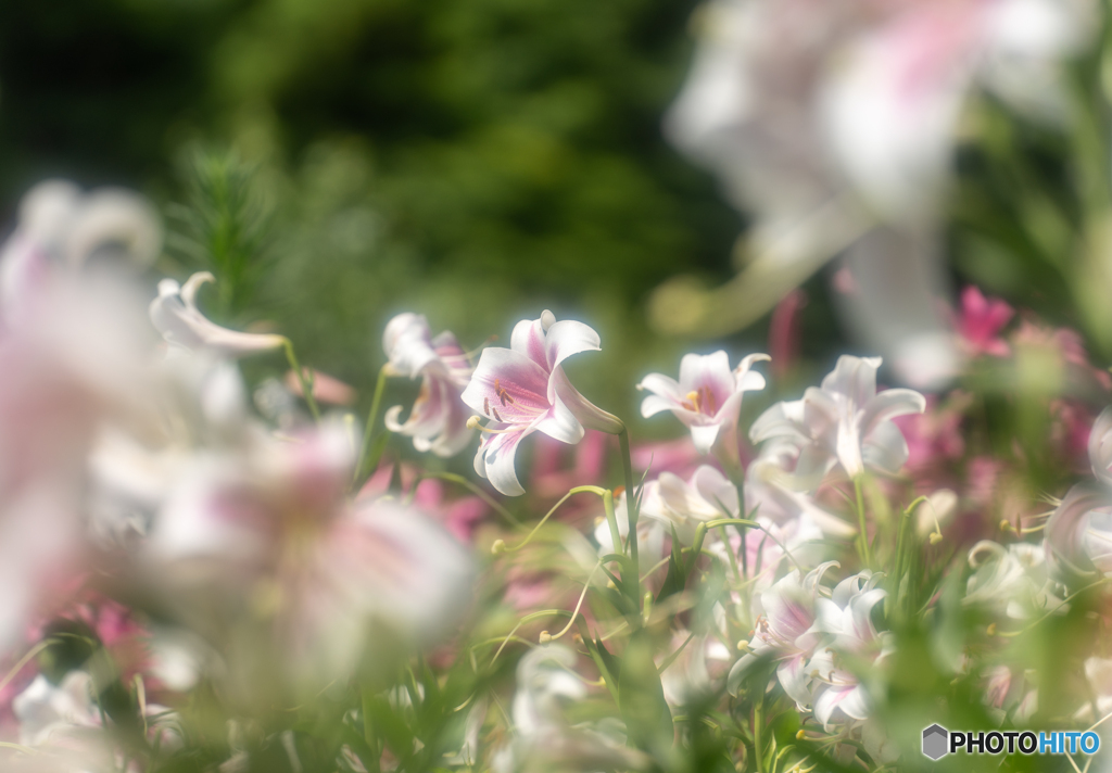 Dreaming lily③