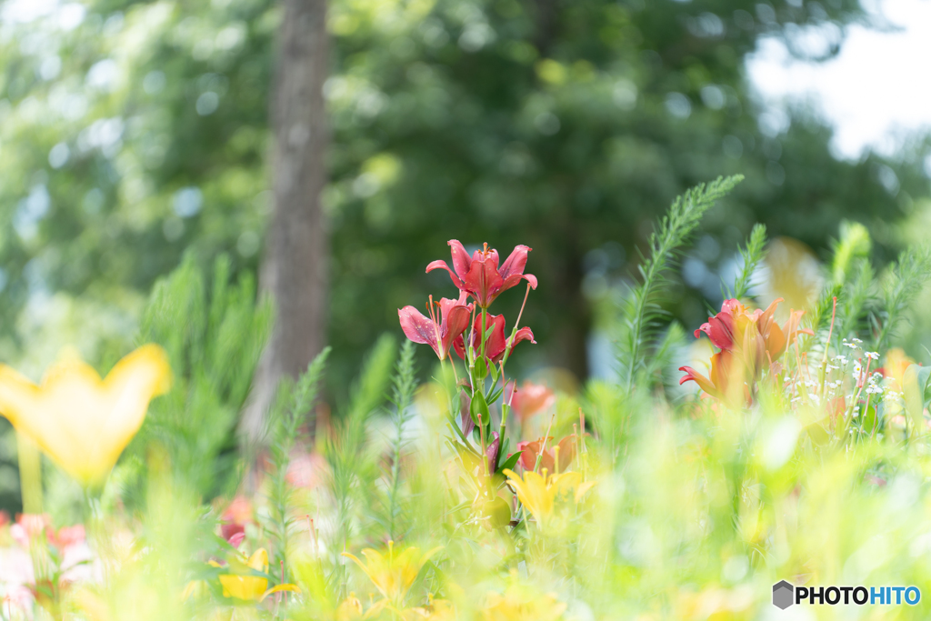 Dreaming lily①