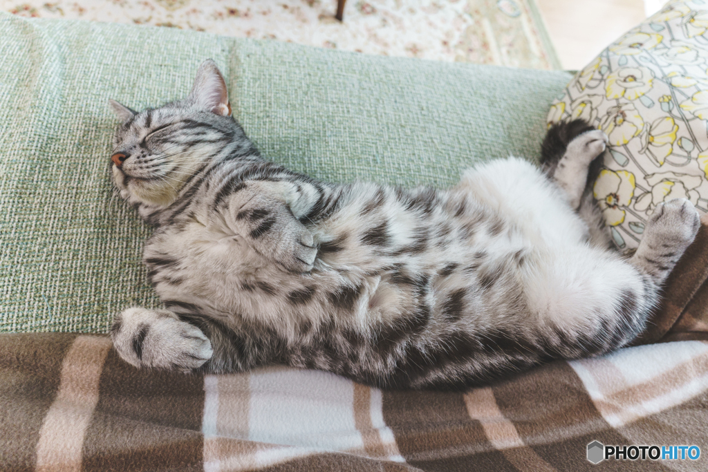 無防備すぎるねこ